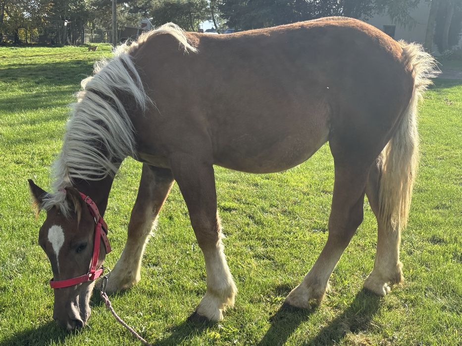 Sprzedam ogierka rasy zimnokrwistej