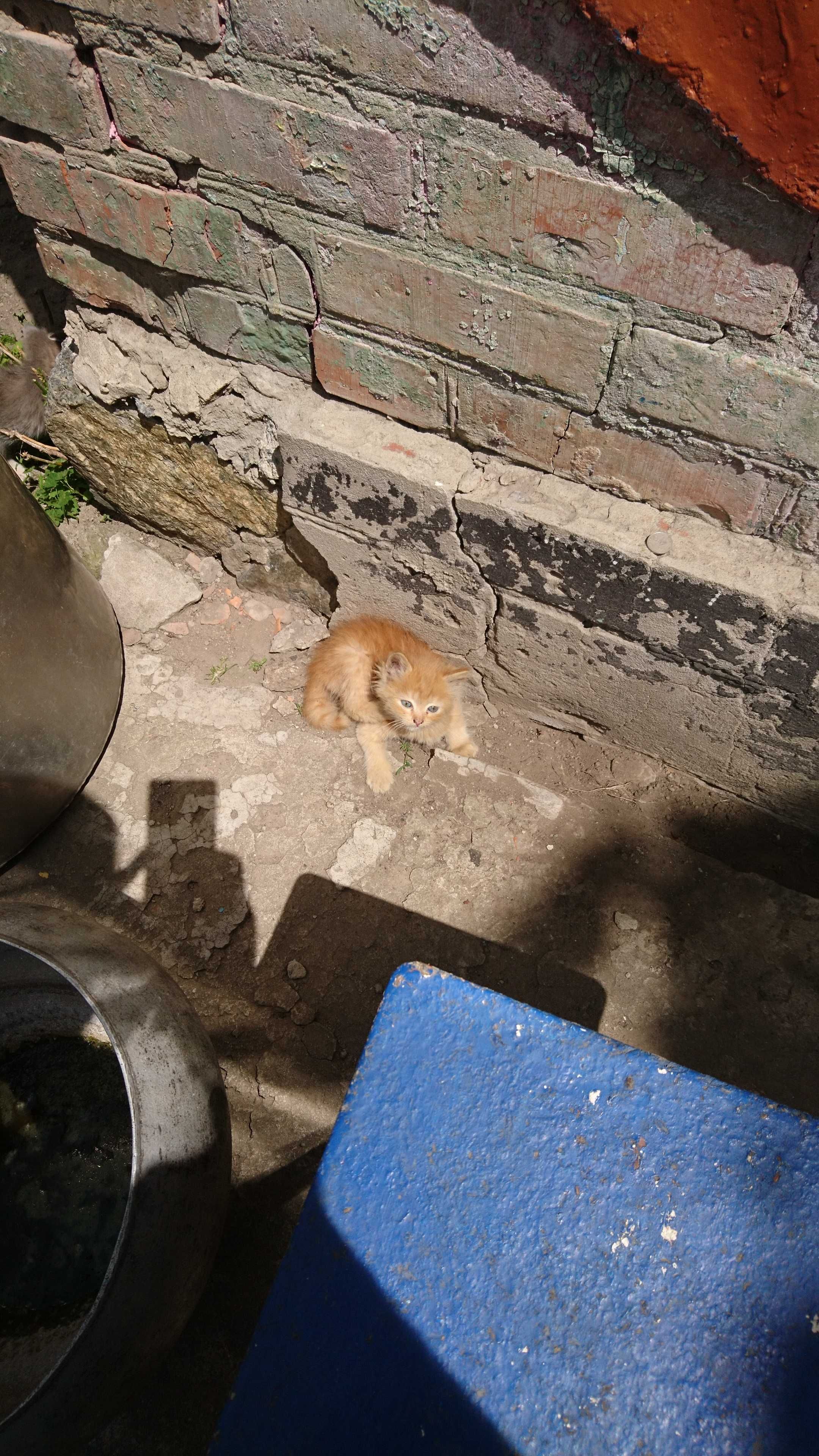 Віддам в добрі руки кошенят