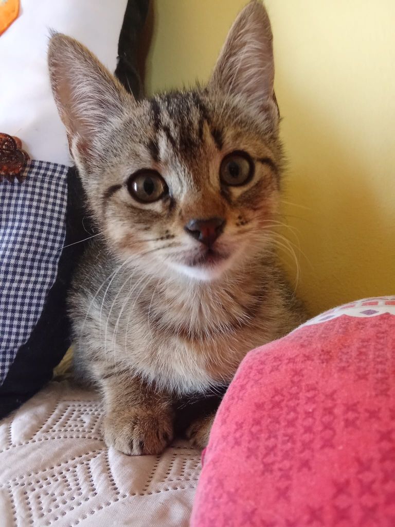 Theodora, para adoção