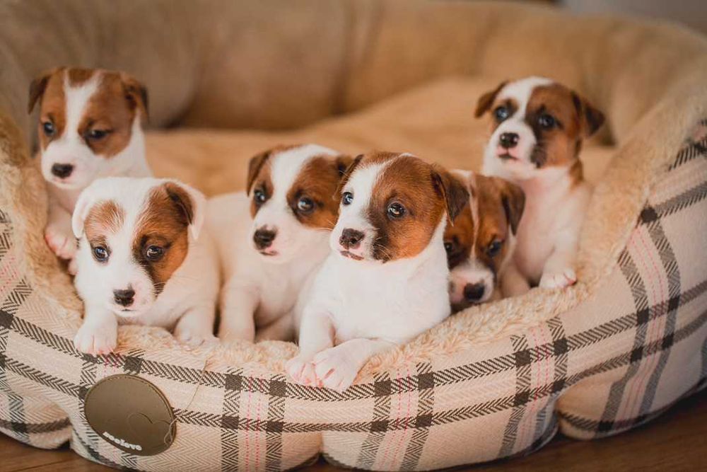 Jack Russell Terrier ZKwP