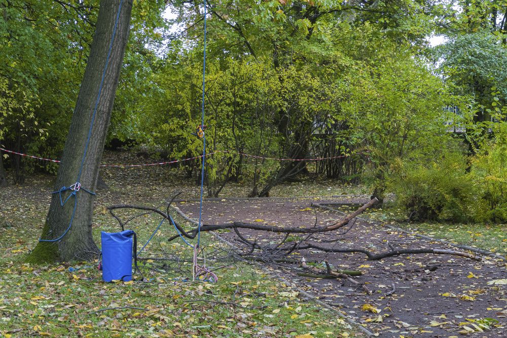 Arborysta Pielęgnacja i Wycinka Drzew