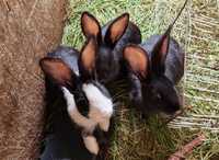Piękne króliki dużych ras