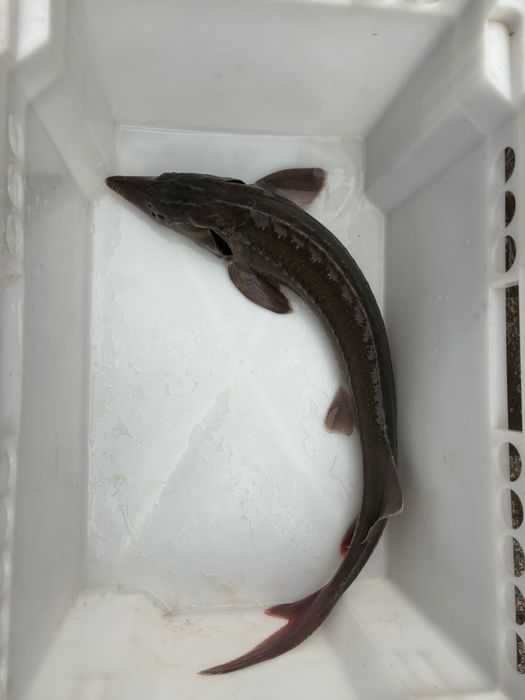 Karp,amur, lin , tołpyga , szczupak, sum , karaś , jesiotr