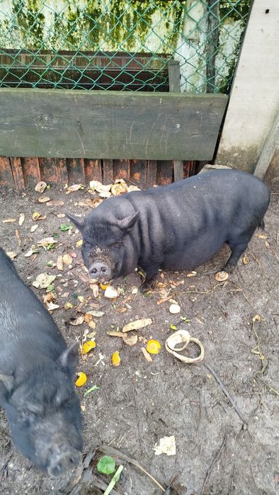 Porca vietnamita muito bem tratada (gordinha)