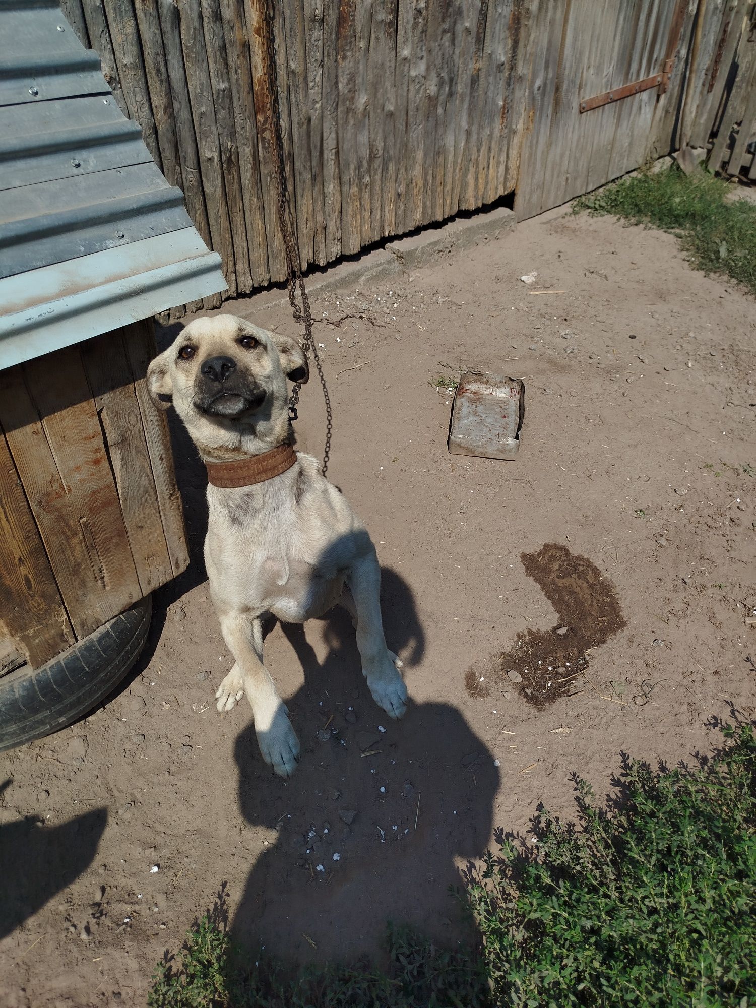 Охотніча молода собака