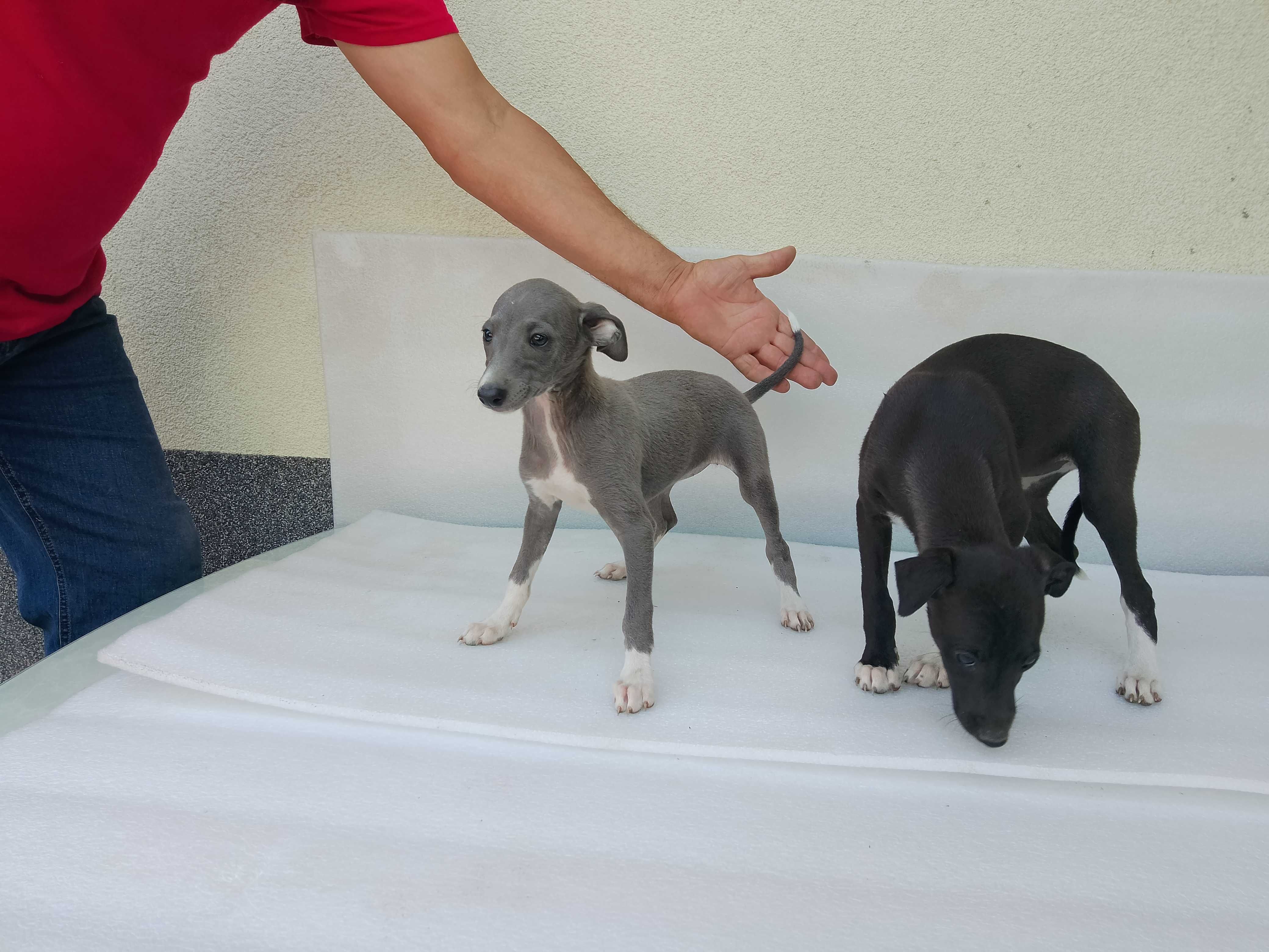 Chart Angielski Whippet Suczka