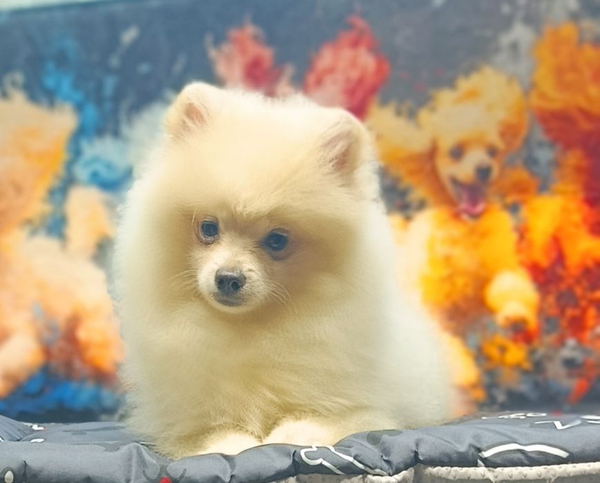 Померанський шпіц хлопчик крем