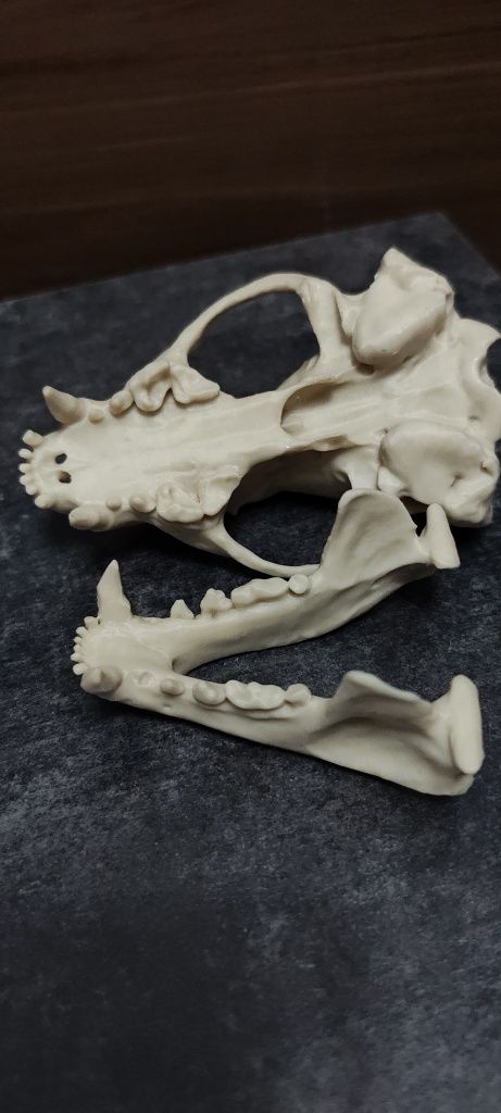 Czaszka borsuk amerykański wydruk 3d