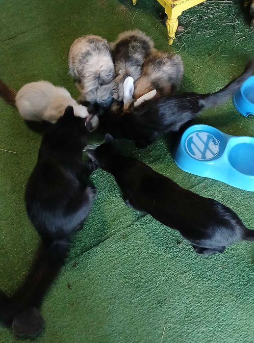 Lionhead Macho - Popeye