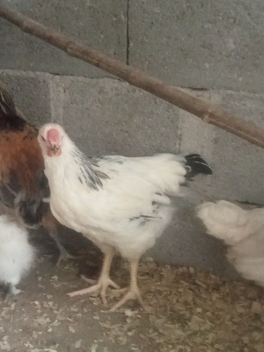 Pintos de raça ( trios,Cornish , wiandote dourado índio gig, brahmas e