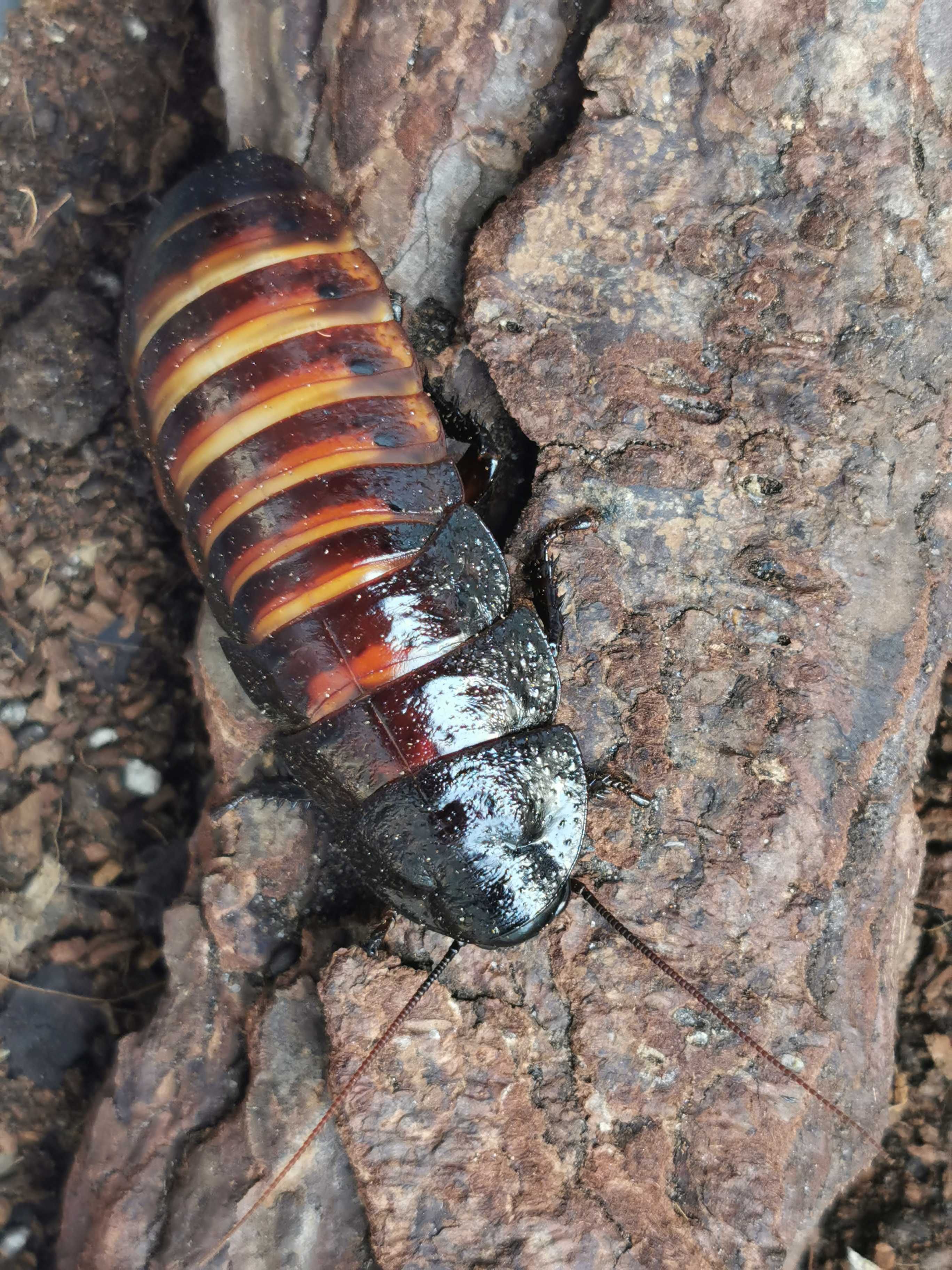 Karaczany madagaskarskie