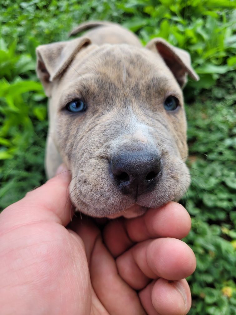 Piesek Amstaff piesek szczeniak ZAREZERWOWANY