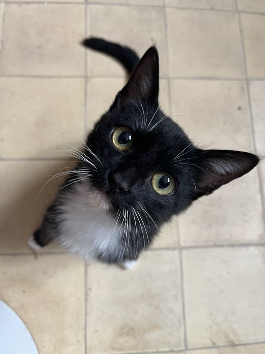 Procura-se um lar para a Tieta, com 5 meses