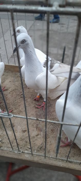 Gołębie jasne i kilka żałobników