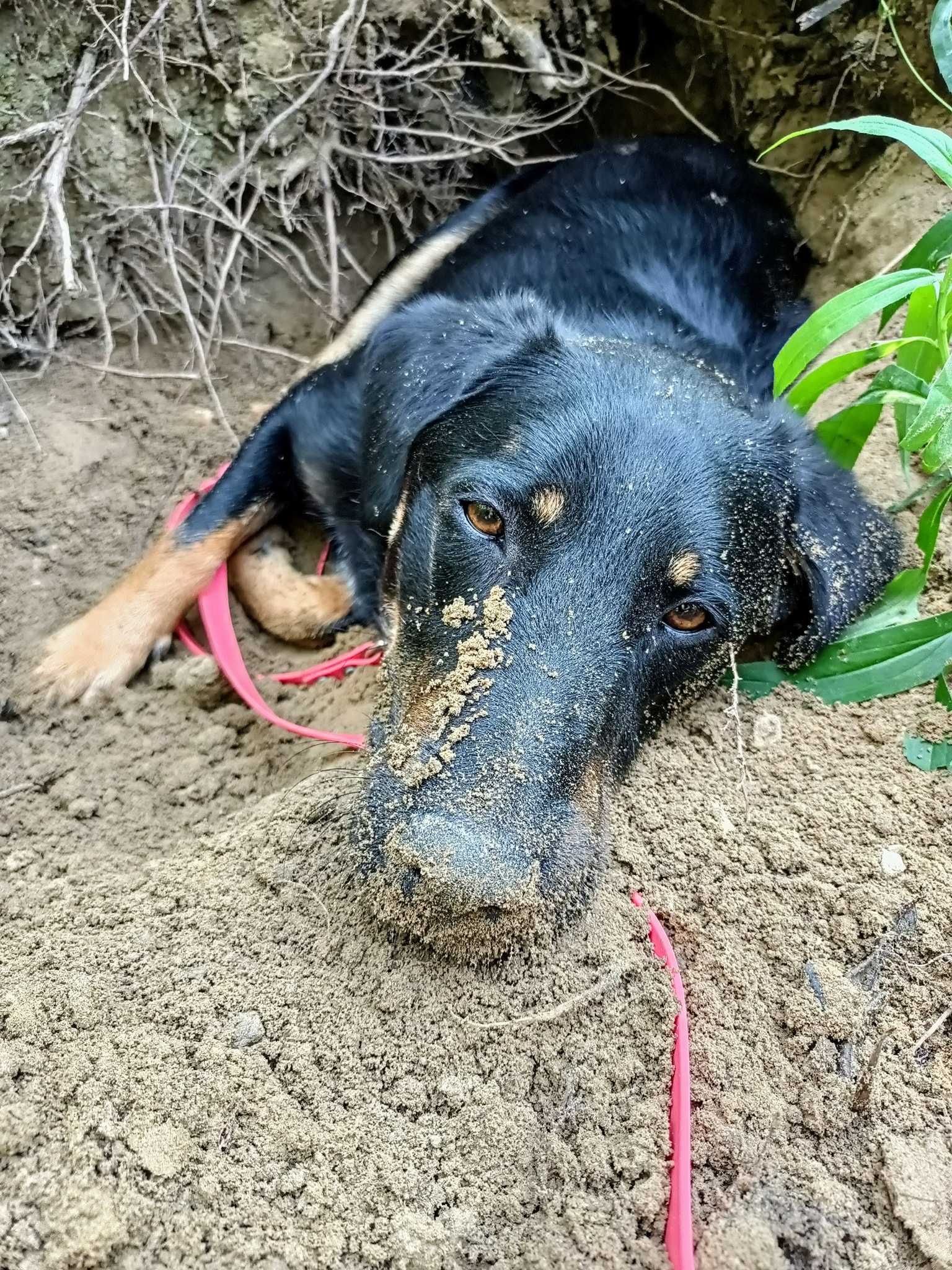 Dave poleca się do adopcji.