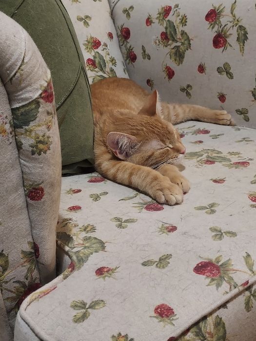 Cudowne rodzeństwo do adopcji