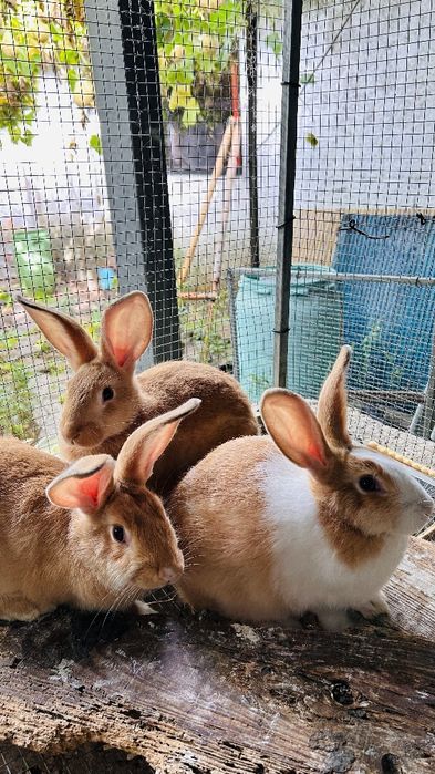 Vendo Coelhos machos e fêmeas
