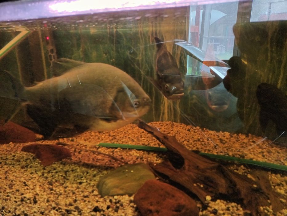 Pirania Pacu 47cm