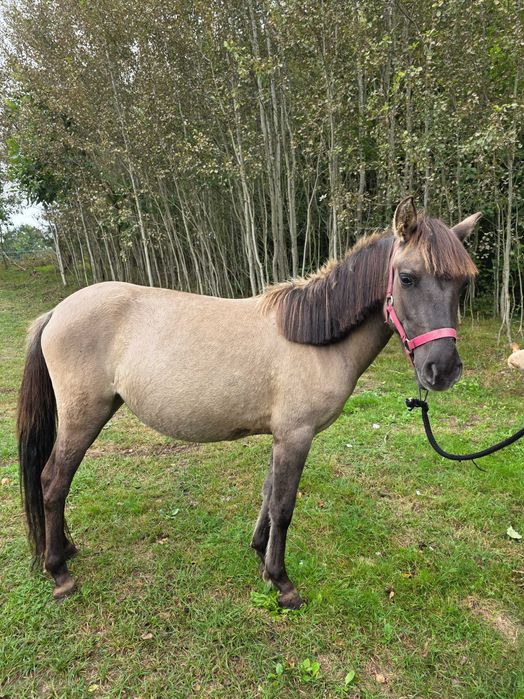Konik polski klacz