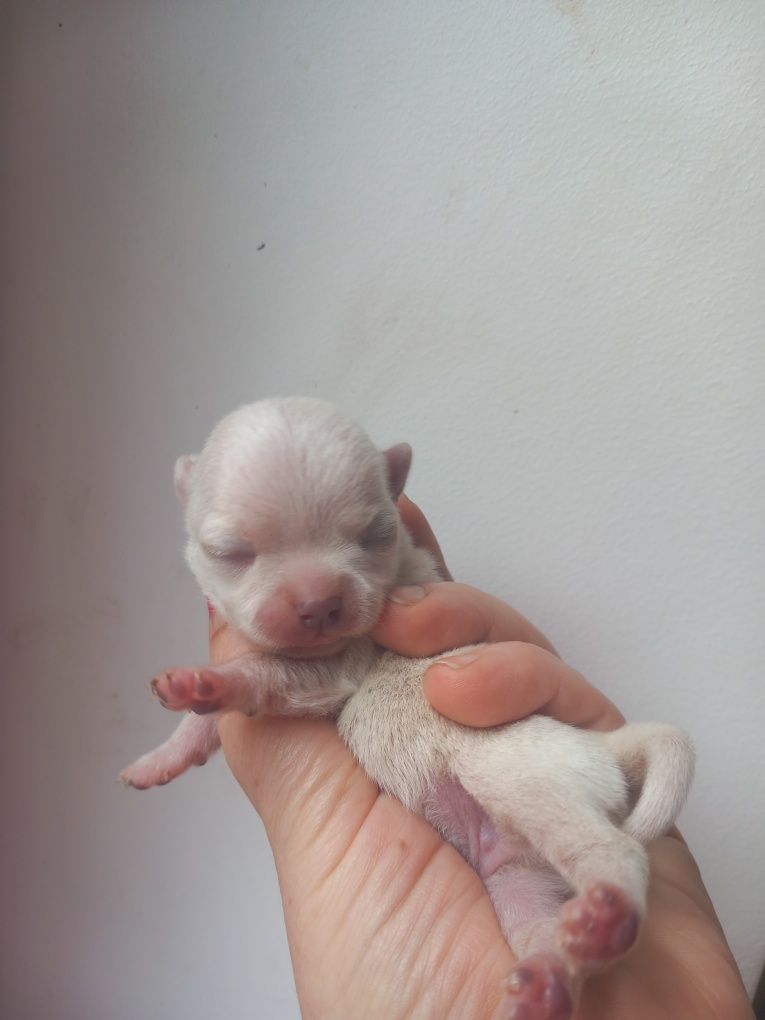 chihuahua suczka piekna jasna