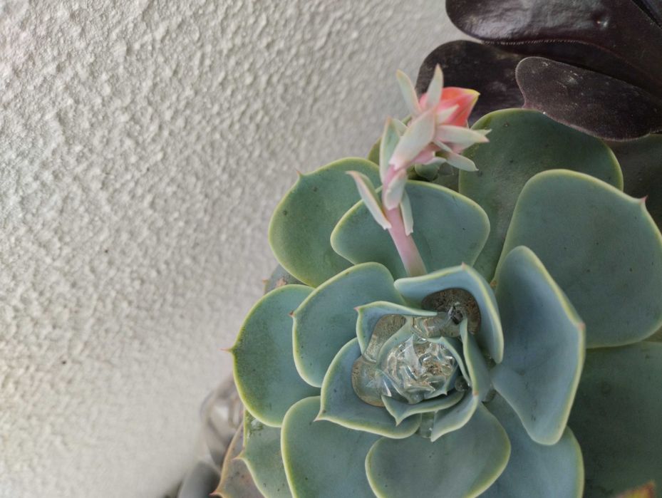 Lindas Suculentas a 1€