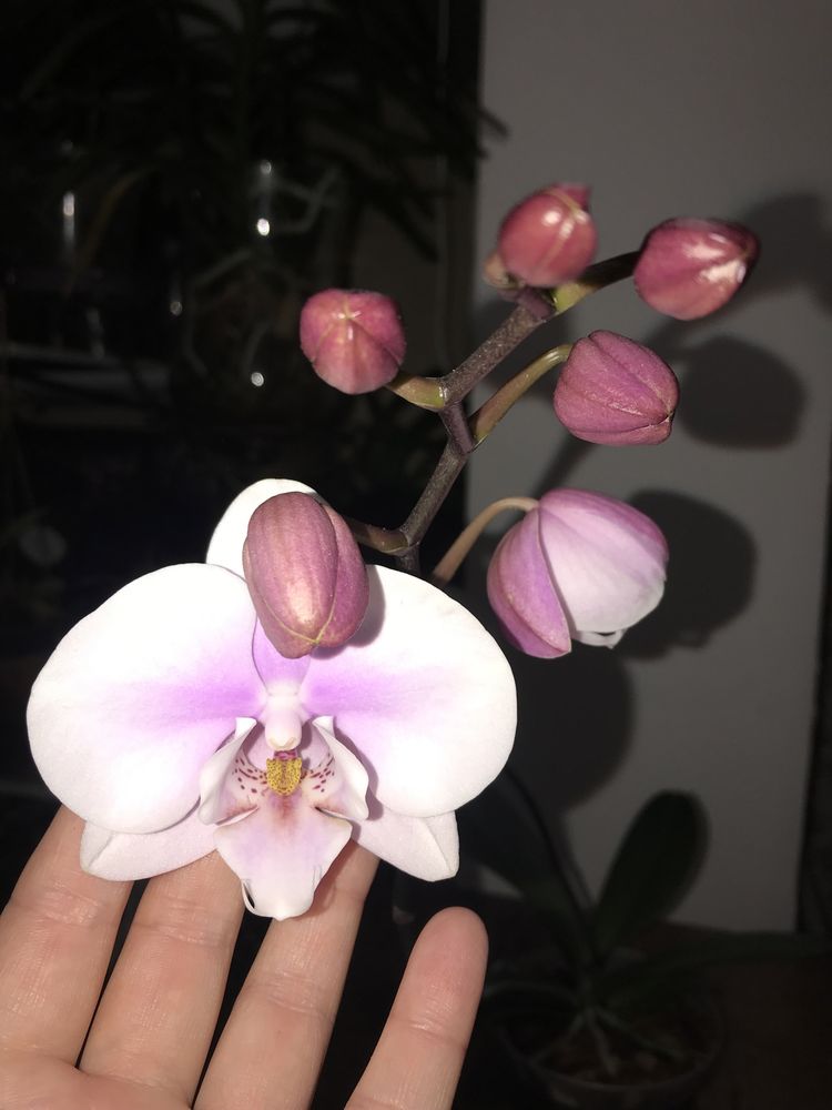 Орхідея фаленопсис. Початок домашнього квітування