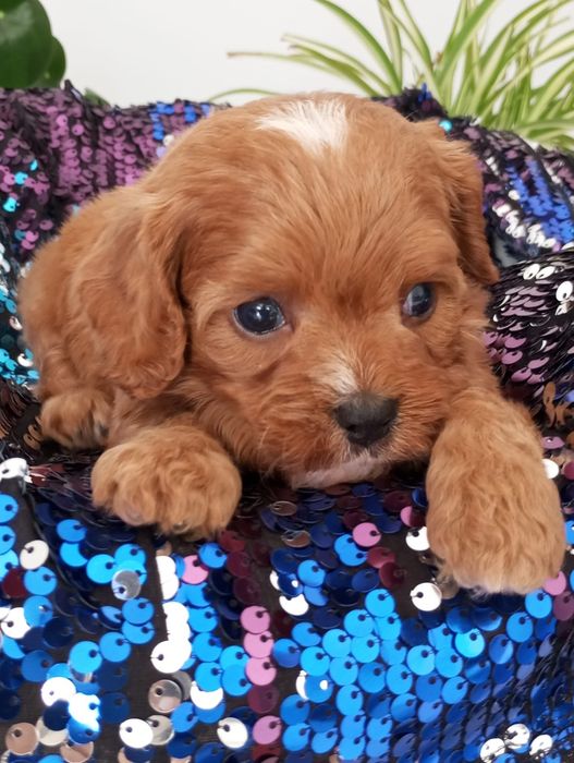 Cavapoo Cavalier suczka z certyfikatem