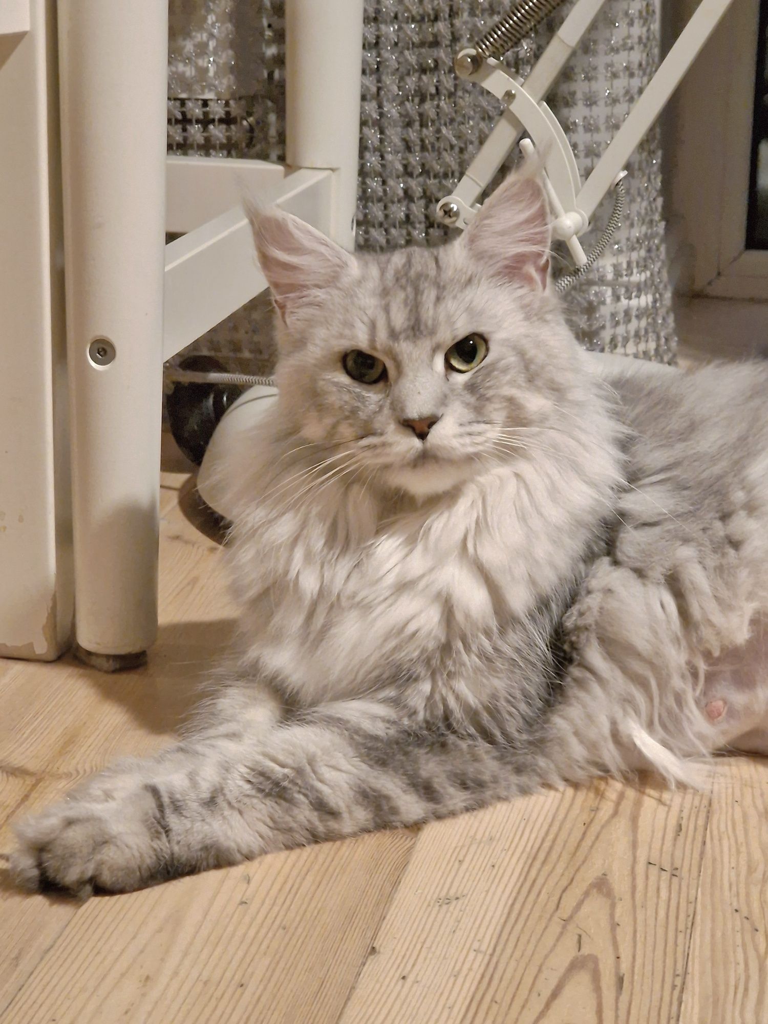 Kotka maine coon od behawiorysty srebrna po championie shaded linia