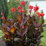 Канна Індійська, Canna Indica