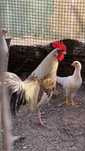 Galos  leghorn isabella