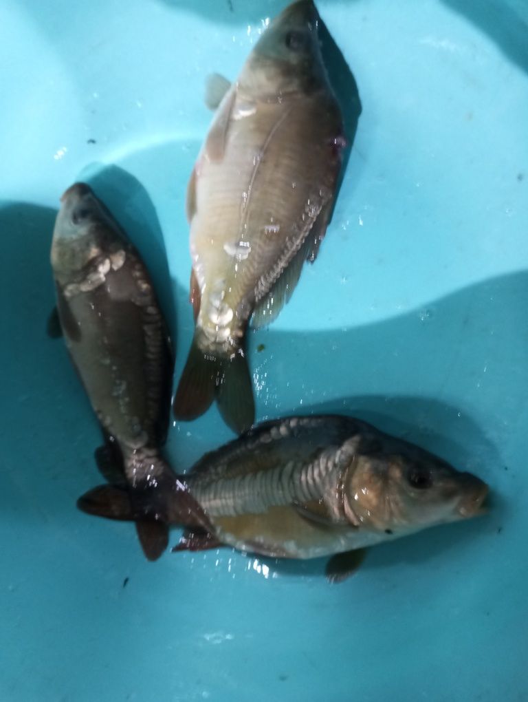 Karp kroczek stawowy