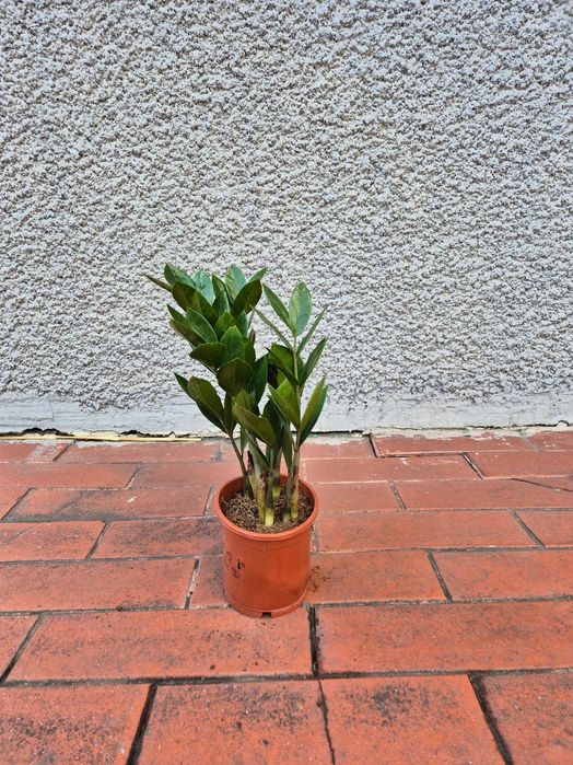 Zamioculcas zamiokulkas zamiolistny zamio 45cm