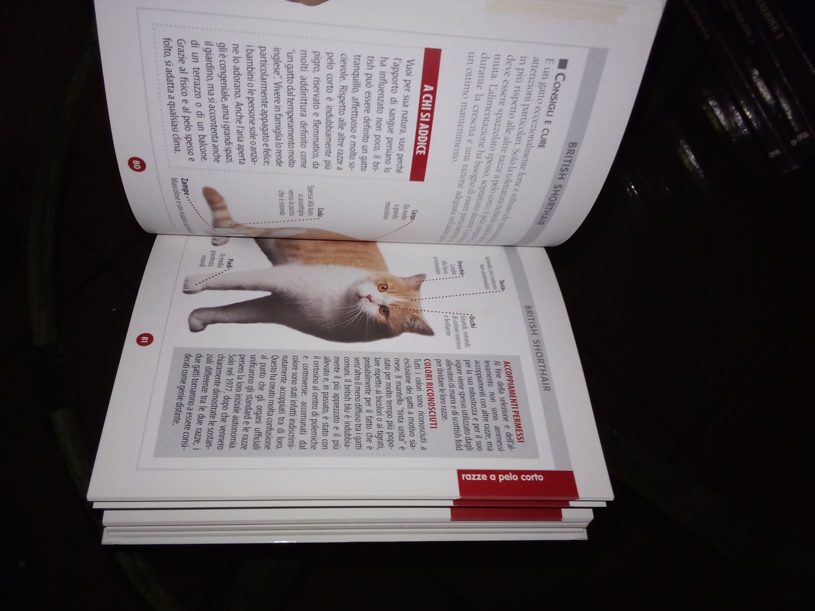 Книга " Кот полное руководство"