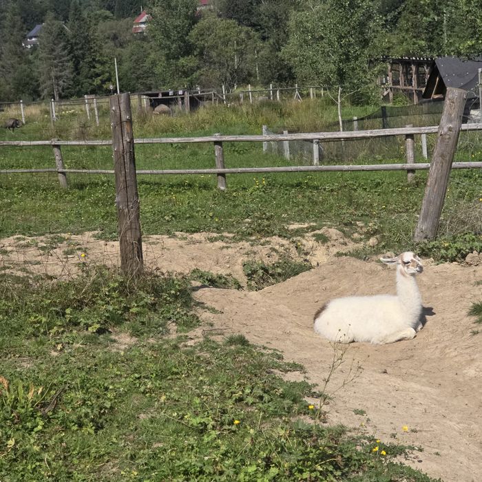 Tegoroczna lama samica