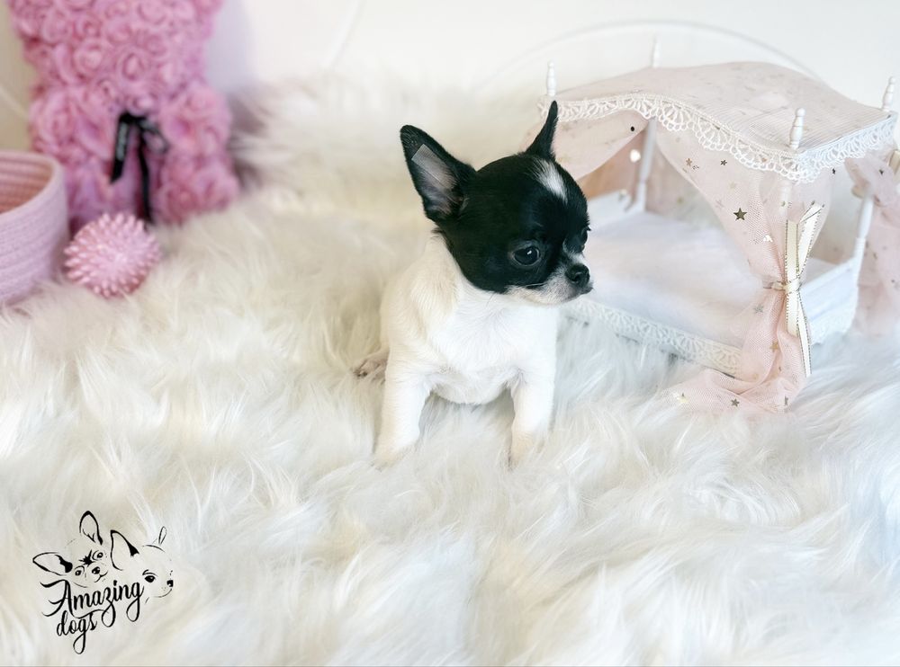 Chihuahua *** uroczy piesek krotkowlosy