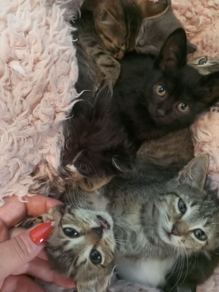 Котики милі пухнастики!