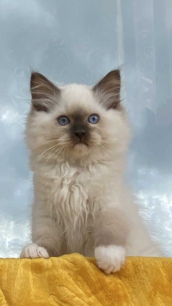 Kocurek Nemo kot Ragdoll kotek FPL