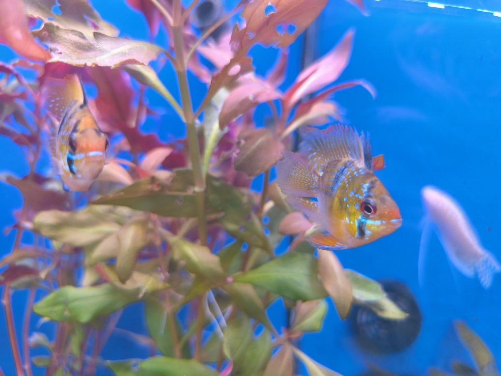 Ramirezi Balão (Mikrogeophagus Ramirezi)
