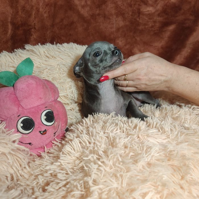 Mały niebieski piesek chihuahua