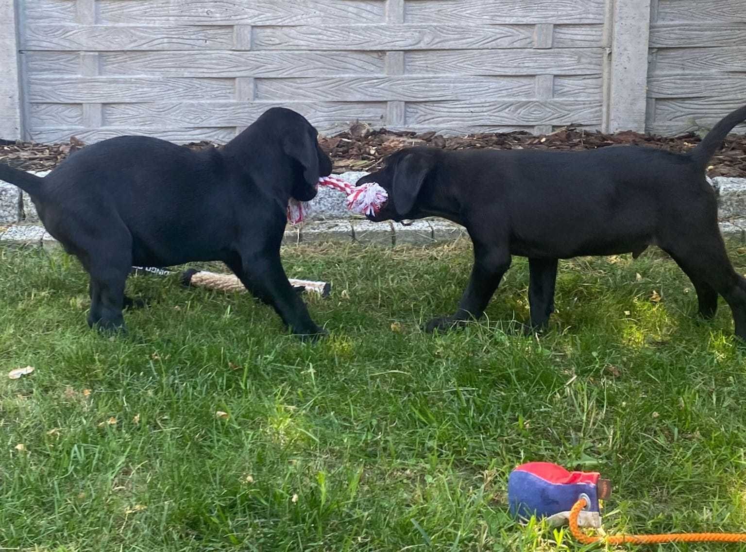 Labrador Retriever linia użytkowa FCI