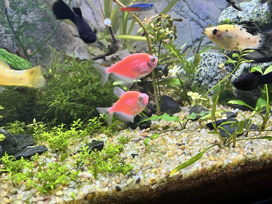 Продам Тернецію