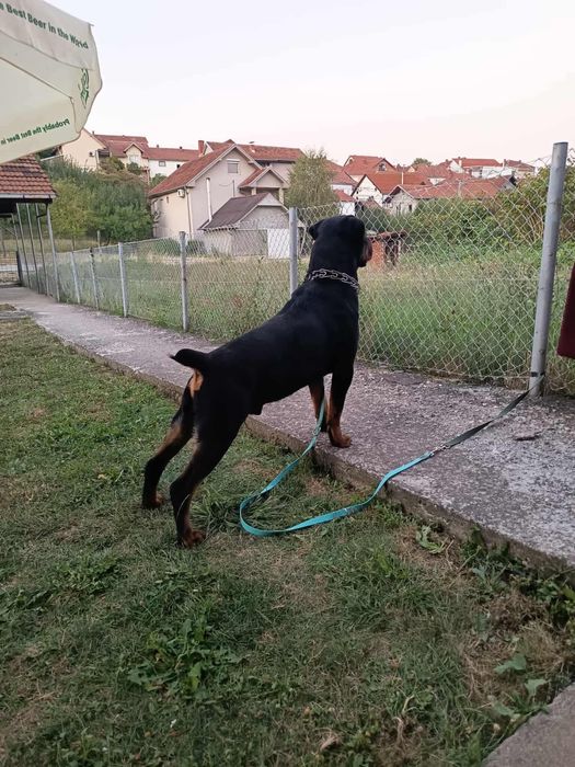 Rotweiller samiec krycie