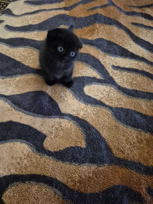 Gatinho Scotish Fold