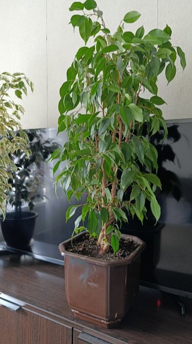 НЕ ПЕРЕСИЛАЮ!!Терміново!!! Кімнатні квіти кротон фікус