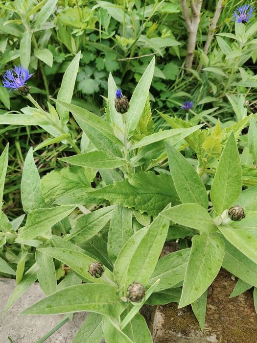 Продам квітку гарну