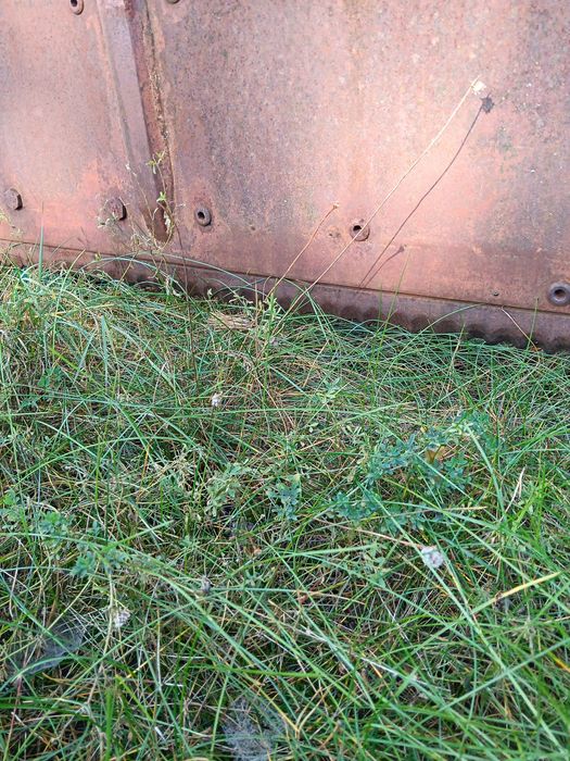 Wicinak bvl sprzedam