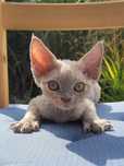 liliowo szylkretowa koteczka devon rex