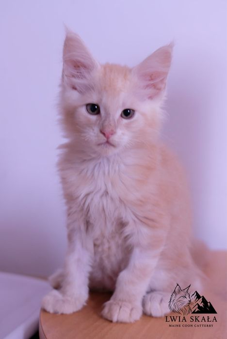 Maine coon kocur kremowy srebrzysty FPL opcja hodowlana