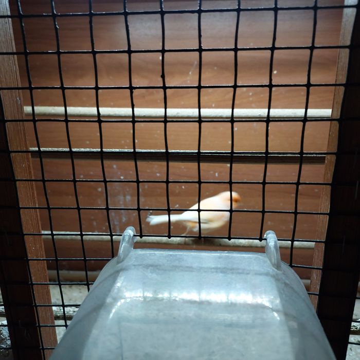 Kanarek ,kanarki,sprzedam