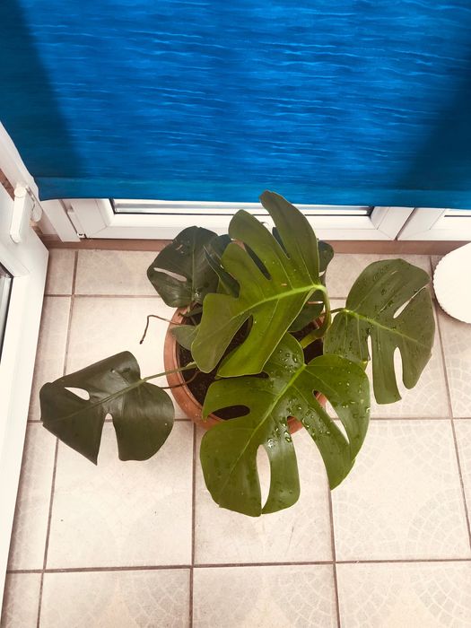 Kwiat monstera w doniczce